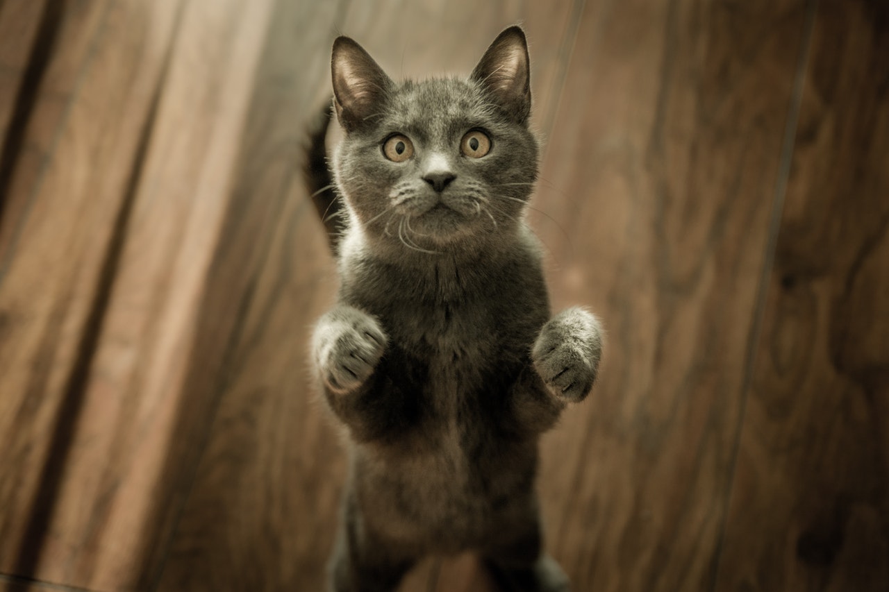 Munchkin jest kotem pewnym siebie i upartym. Uwielbia zabawę i pieszczoty.